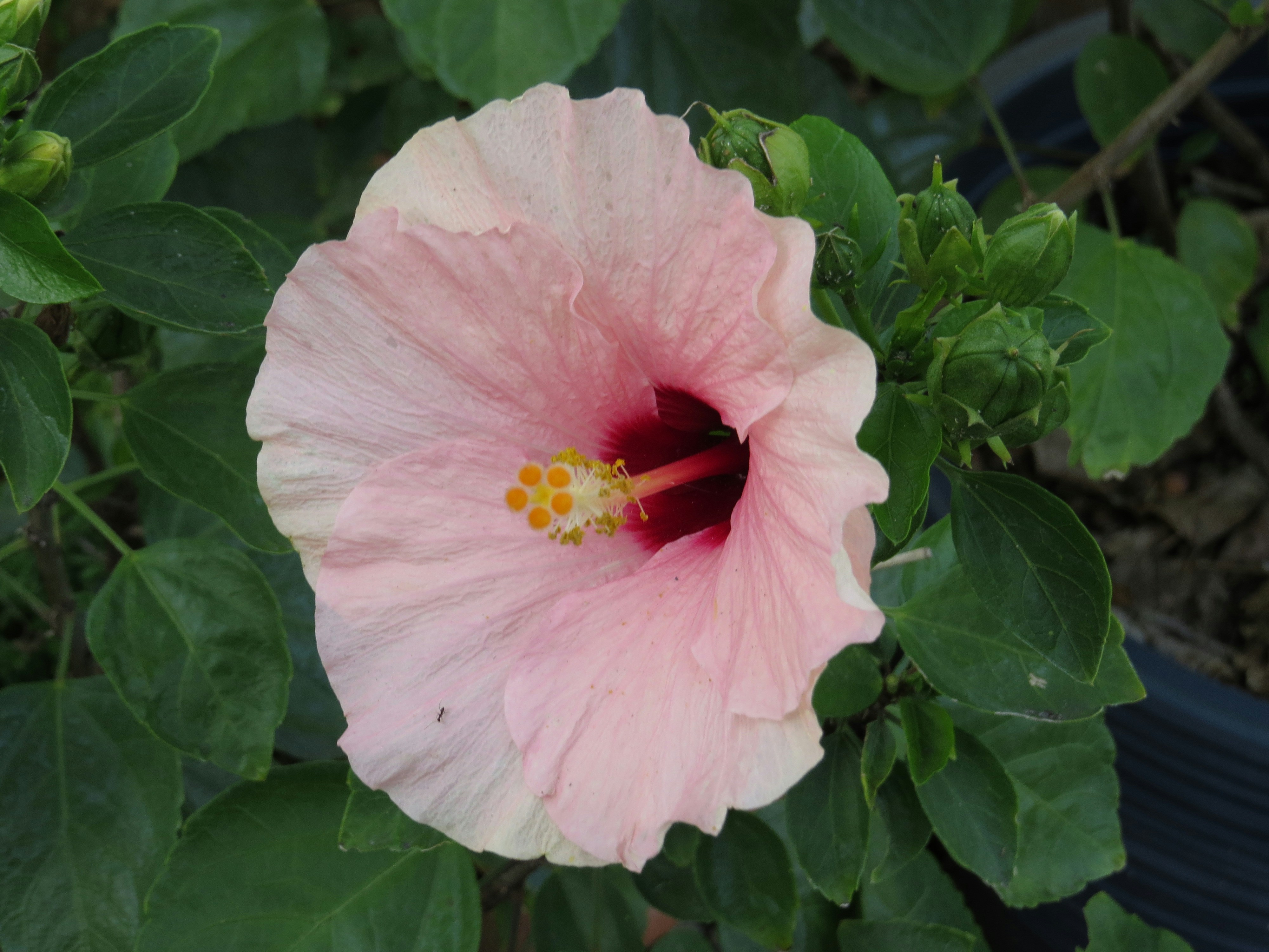 a pink flower with a yellow center surrounded by green leaves