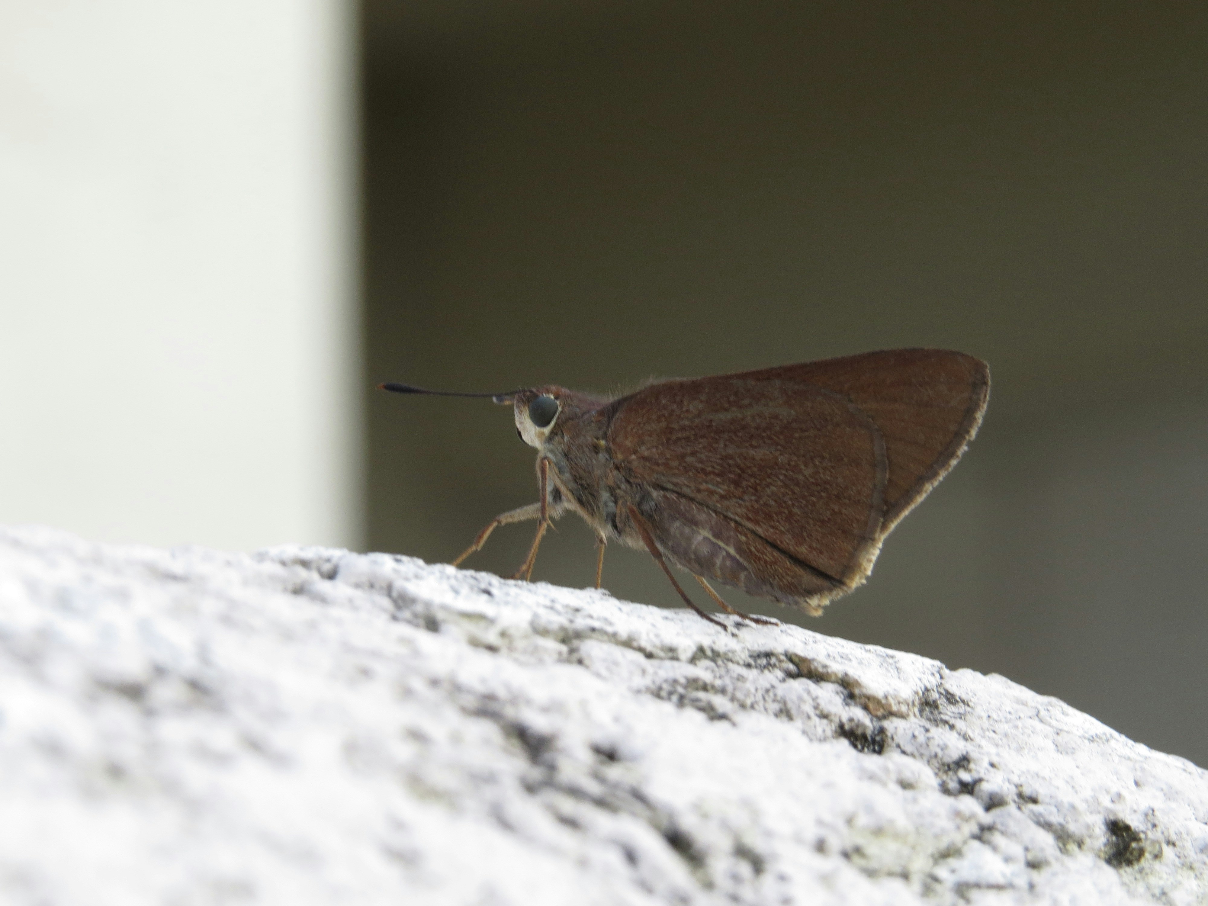 a brown and white moth sitting on top of a rock