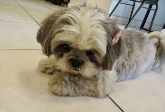 A small fluffy dog with shaggy fur rests on a tiled floor. The dog has a tag or accessory visible on its ear.