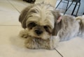 A small fluffy dog with shaggy fur rests on a tiled floor. The dog has a tag or accessory visible on its ear.