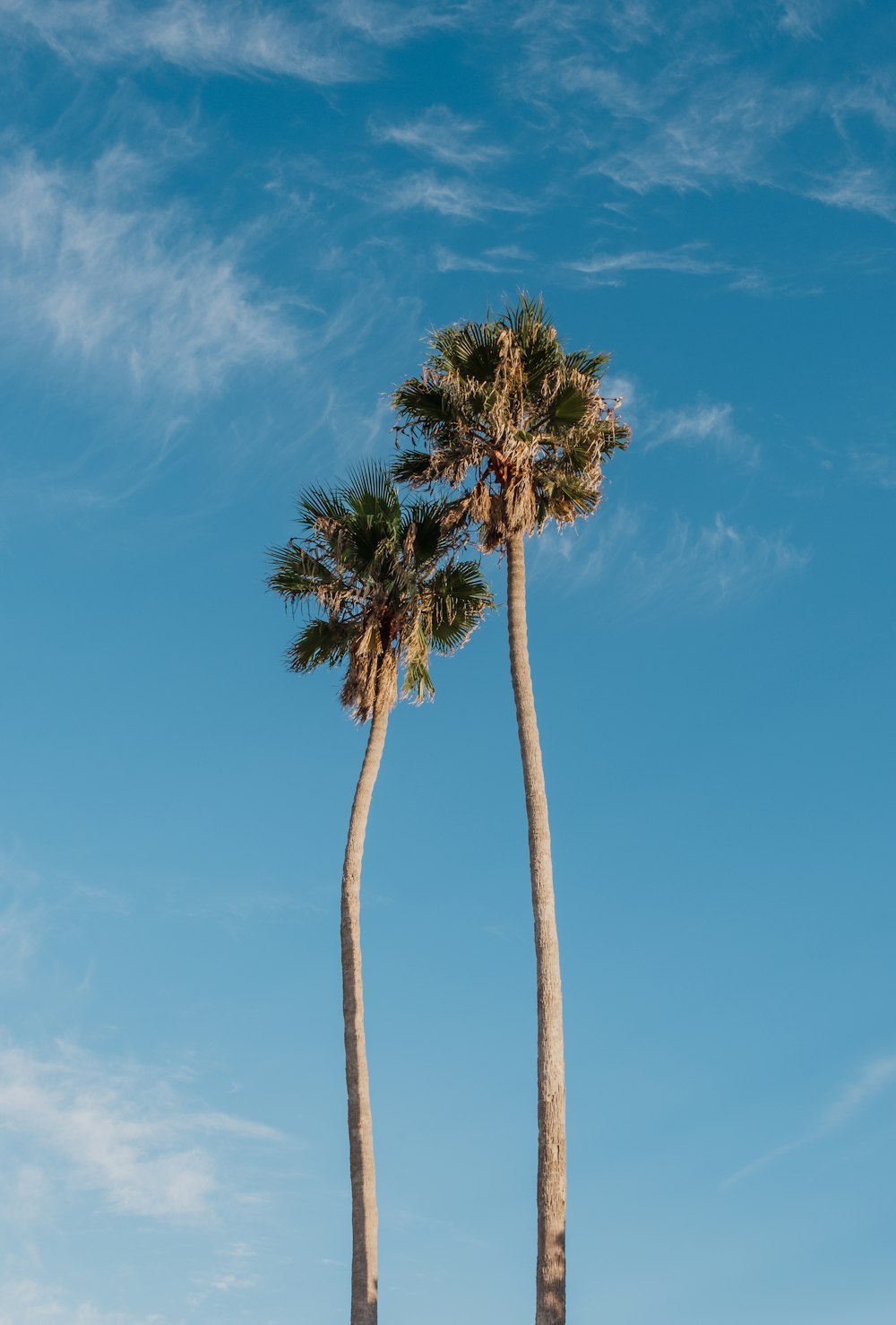 two tall palm trees against a blue sky