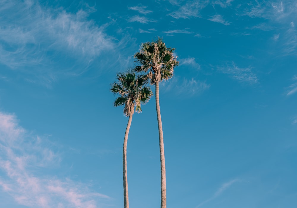 two palm trees against a blue sky with wispy clouds