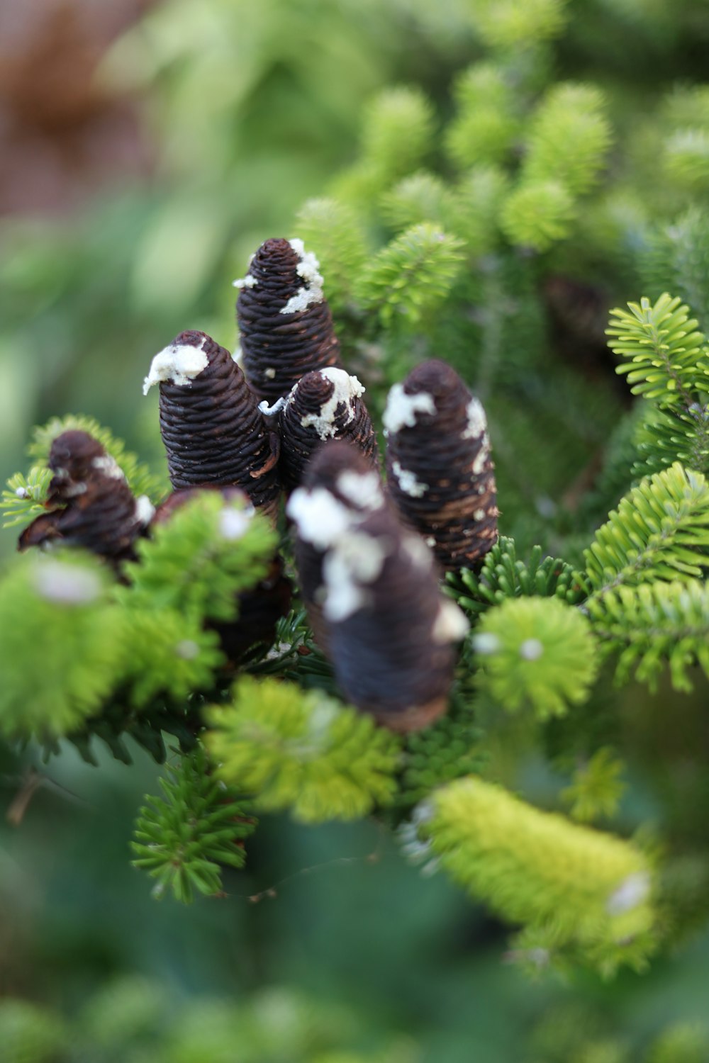 a group of pine cones sitting on top of a green tree