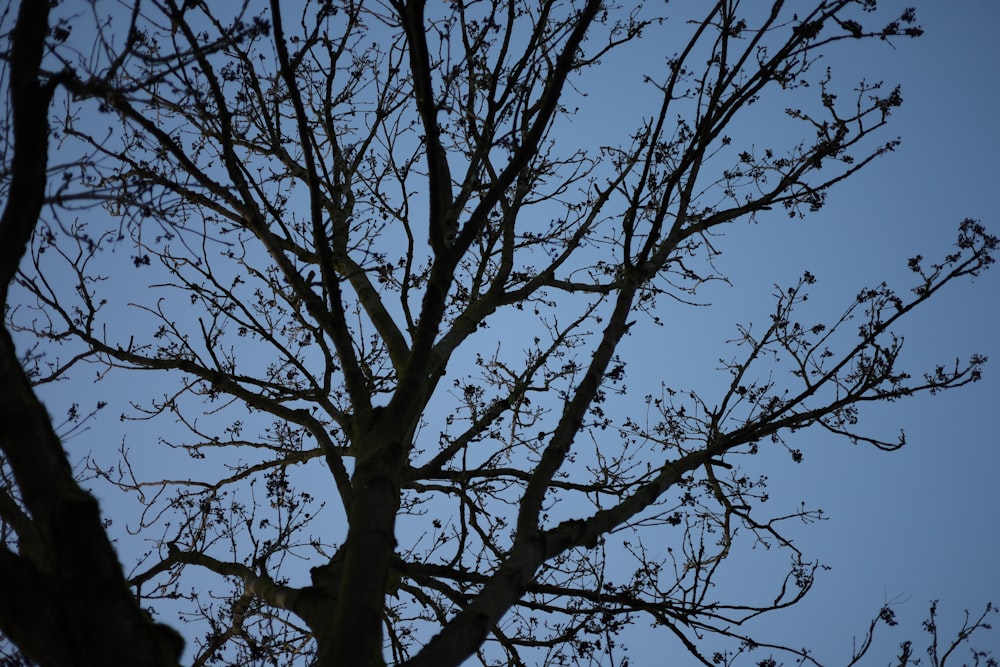 a tree with no leaves and a blue sky in the background