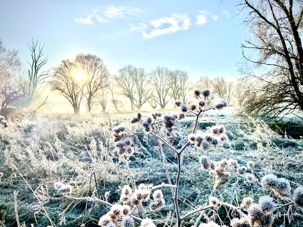 a frosty field with trees in the background