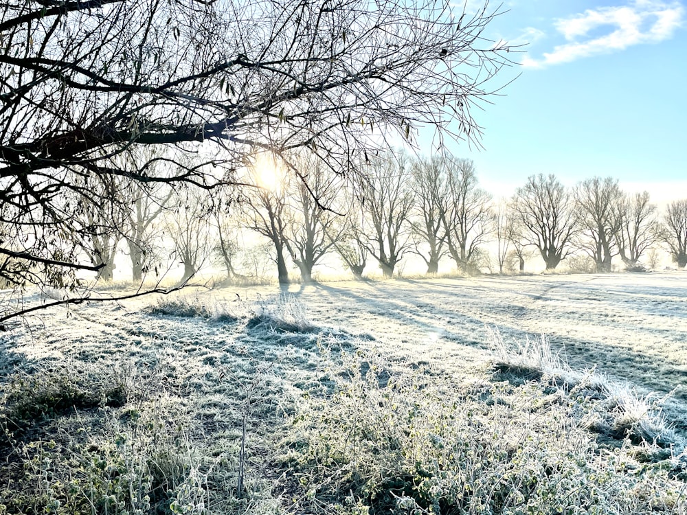 a frosty field with trees in the background