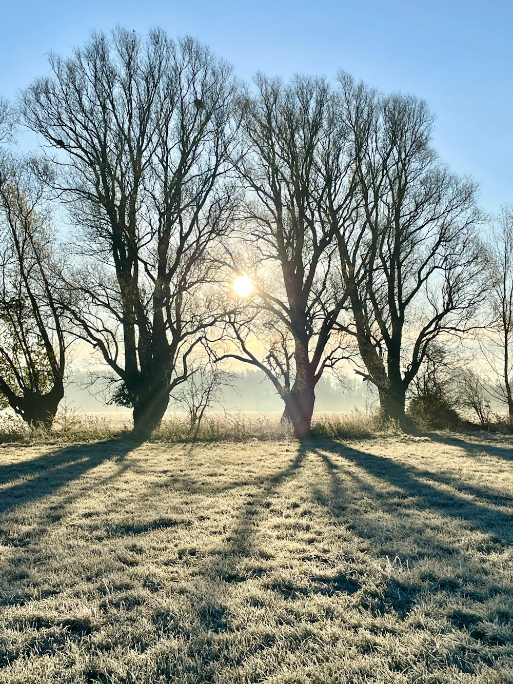 Die Sonne scheint an einem frostigen Tag durch die Bäume