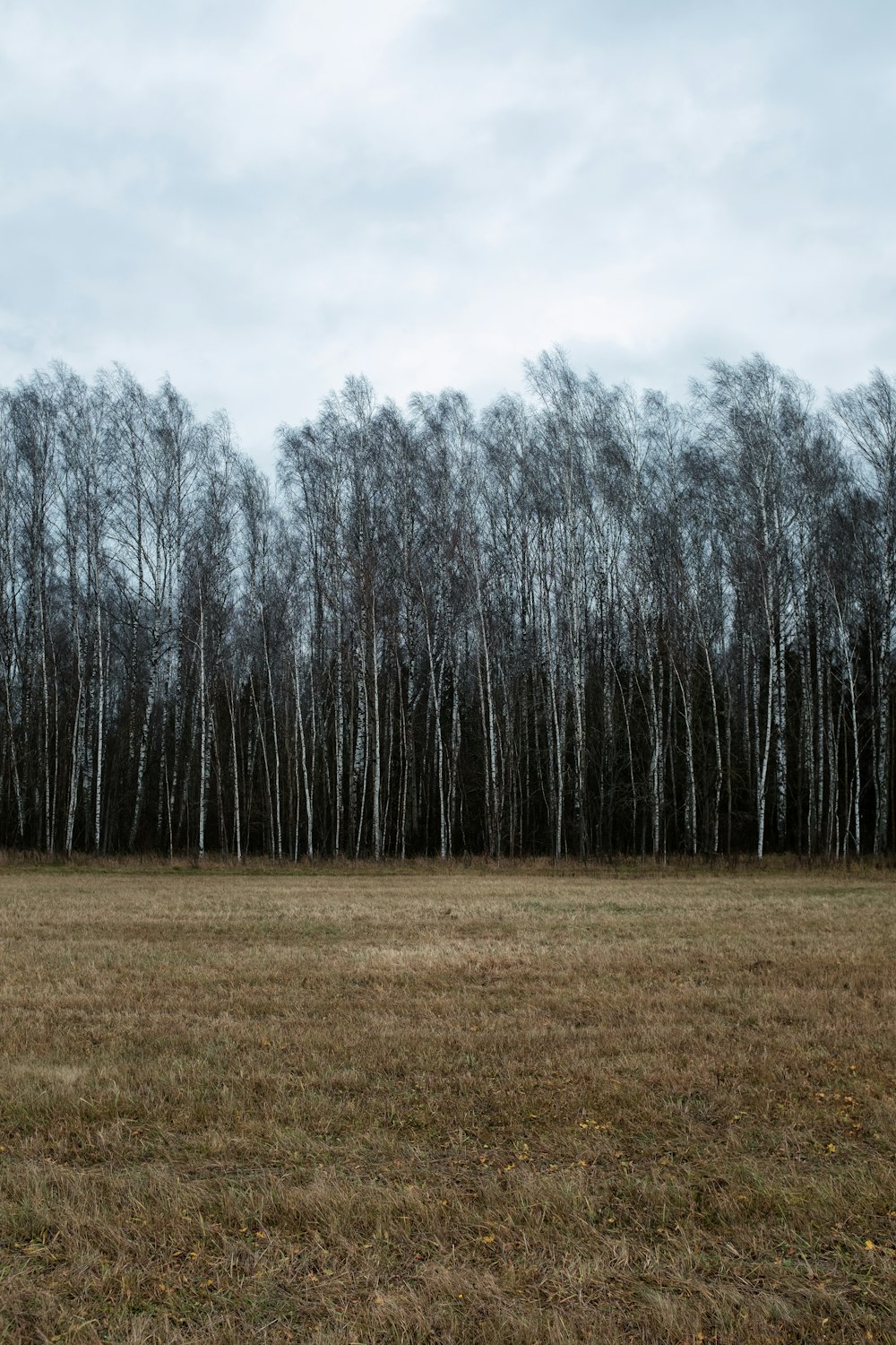 a grassy field with trees in the background