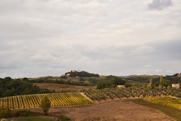 A picturesque landscape featuring gently rolling hills, a vineyard with neatly aligned rows of grapevines, and clusters of trees. In the distance, a rustic farmhouse and a small cluster of buildings sit atop a hill, surrounded by lush greenery. The sky is overcast, adding a muted and serene ambiance to the scene.