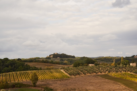 A picturesque landscape featuring gently rolling hills, a vineyard with neatly aligned rows of grapevines, and clusters of trees. In the distance, a rustic farmhouse and a small cluster of buildings sit atop a hill, surrounded by lush greenery. The sky is overcast, adding a muted and serene ambiance to the scene.