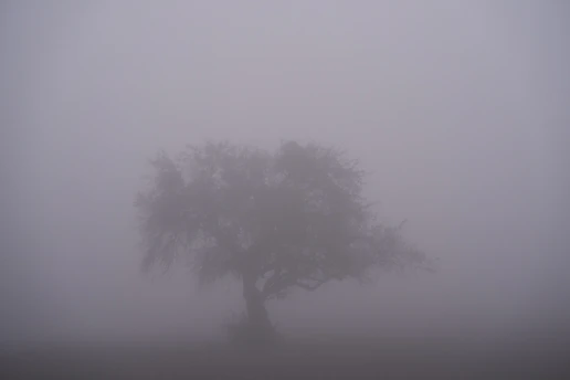 a lone tree in the middle of a foggy field