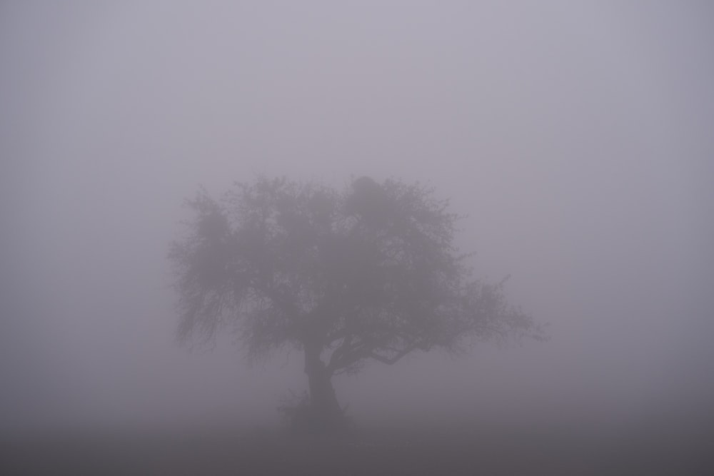 a lone tree in the middle of a foggy field