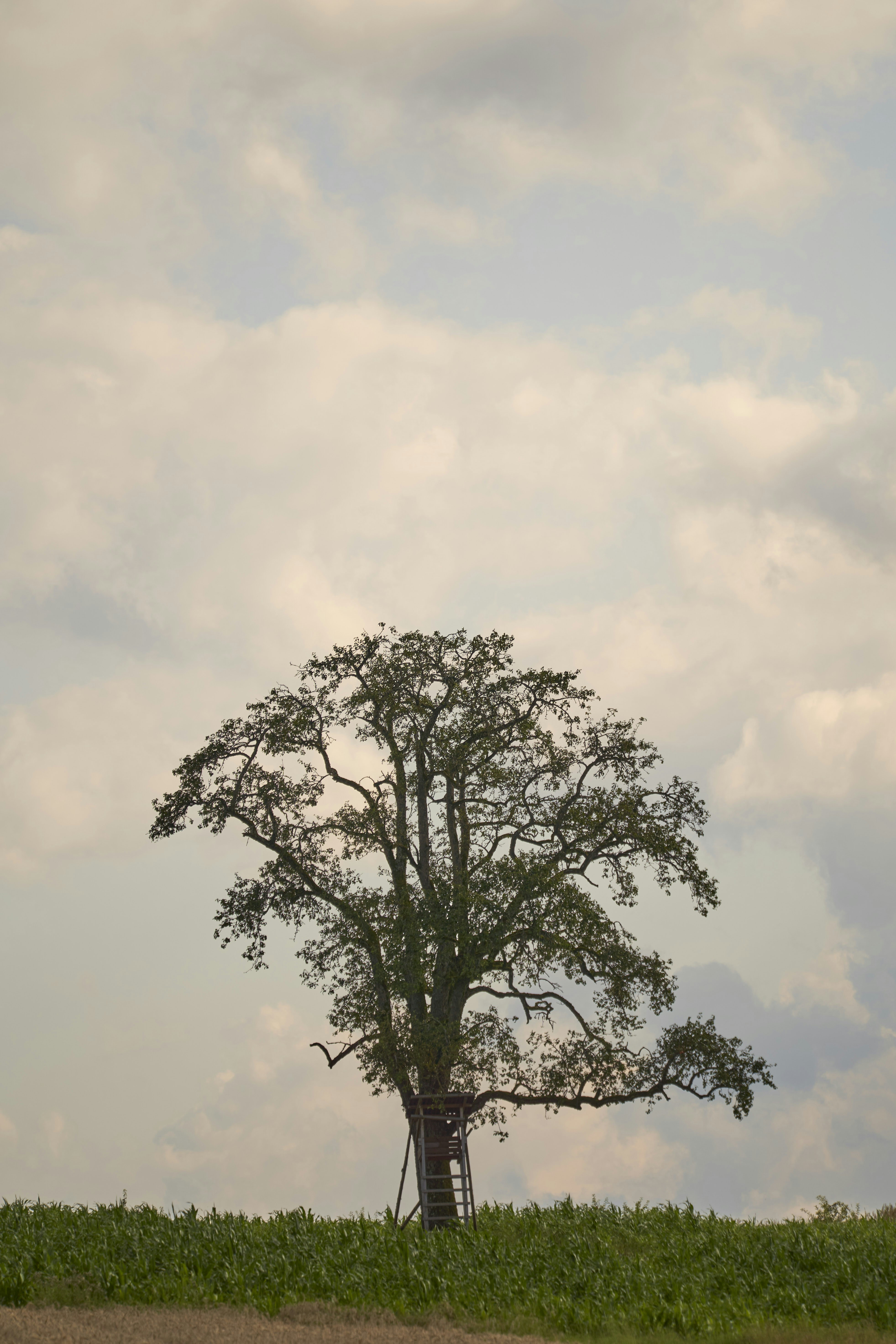 Photo by wolfgang_hasselmann