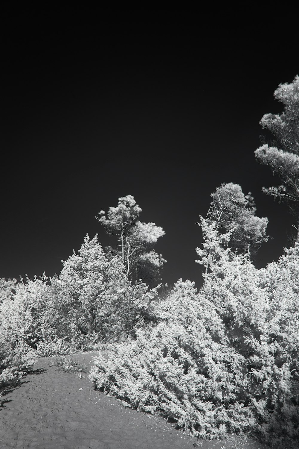 a black and white photo of trees and bushes