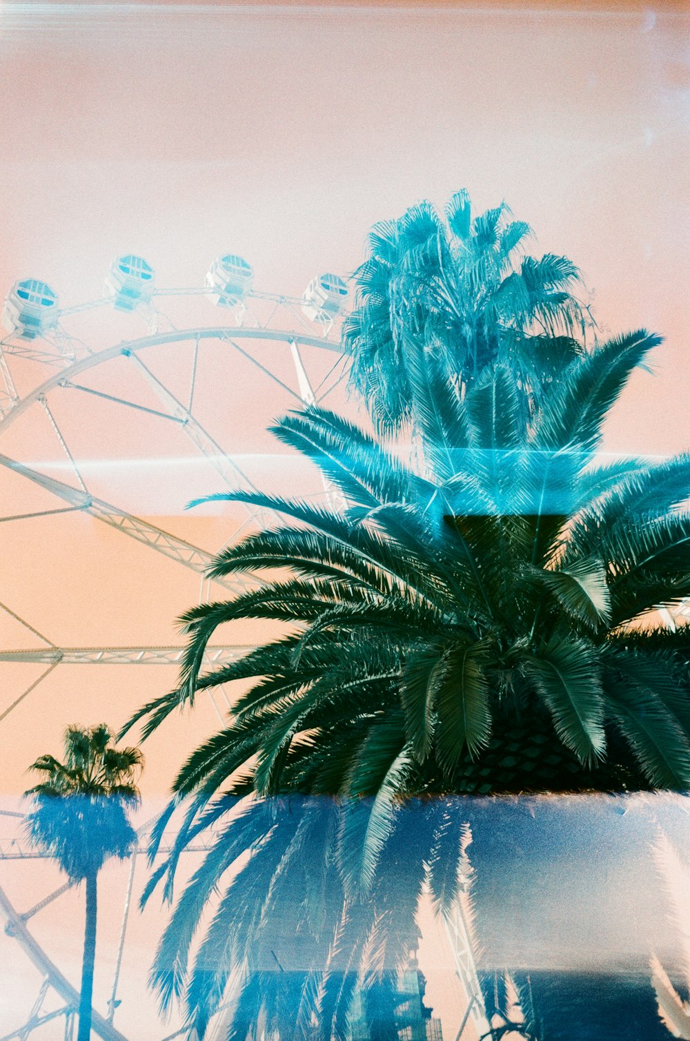 a palm tree and a ferris wheel in the background