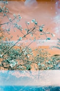 A surreal scene featuring tree branches with delicate flowers against a sky. The sky has an unusual orange hue, and there are abstract light patterns visible, possibly due to film overlays or light leaks. The composition blends natural elements with experimental photography techniques.
