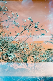 A surreal scene featuring tree branches with delicate flowers against a sky. The sky has an unusual orange hue, and there are abstract light patterns visible, possibly due to film overlays or light leaks. The composition blends natural elements with experimental photography techniques.