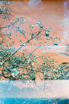 A surreal scene featuring tree branches with delicate flowers against a sky. The sky has an unusual orange hue, and there are abstract light patterns visible, possibly due to film overlays or light leaks. The composition blends natural elements with experimental photography techniques.