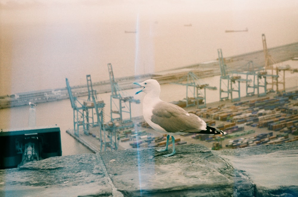 a seagull sitting on a rock overlooking a harbor