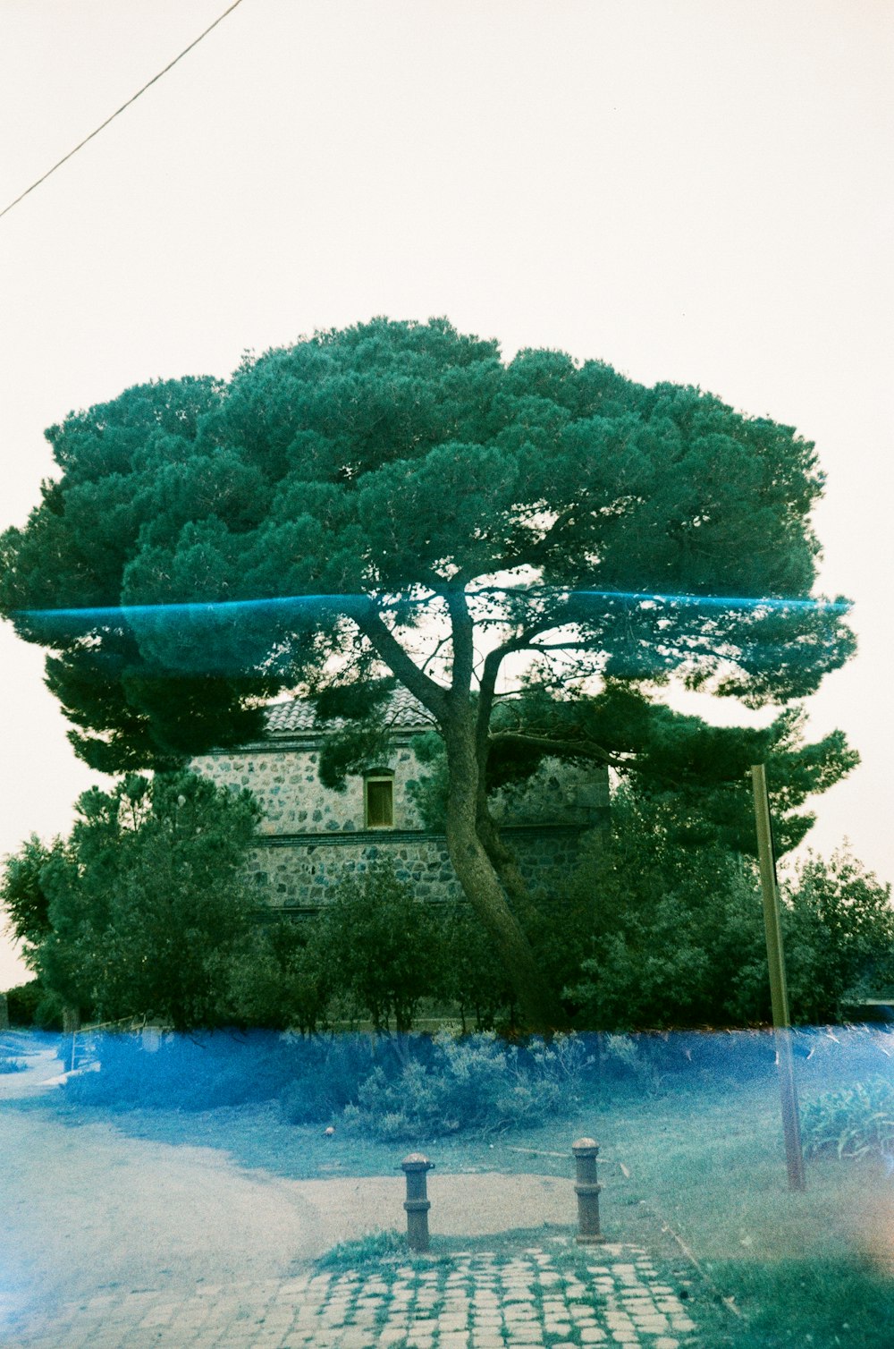 a picture of a tree in front of a house