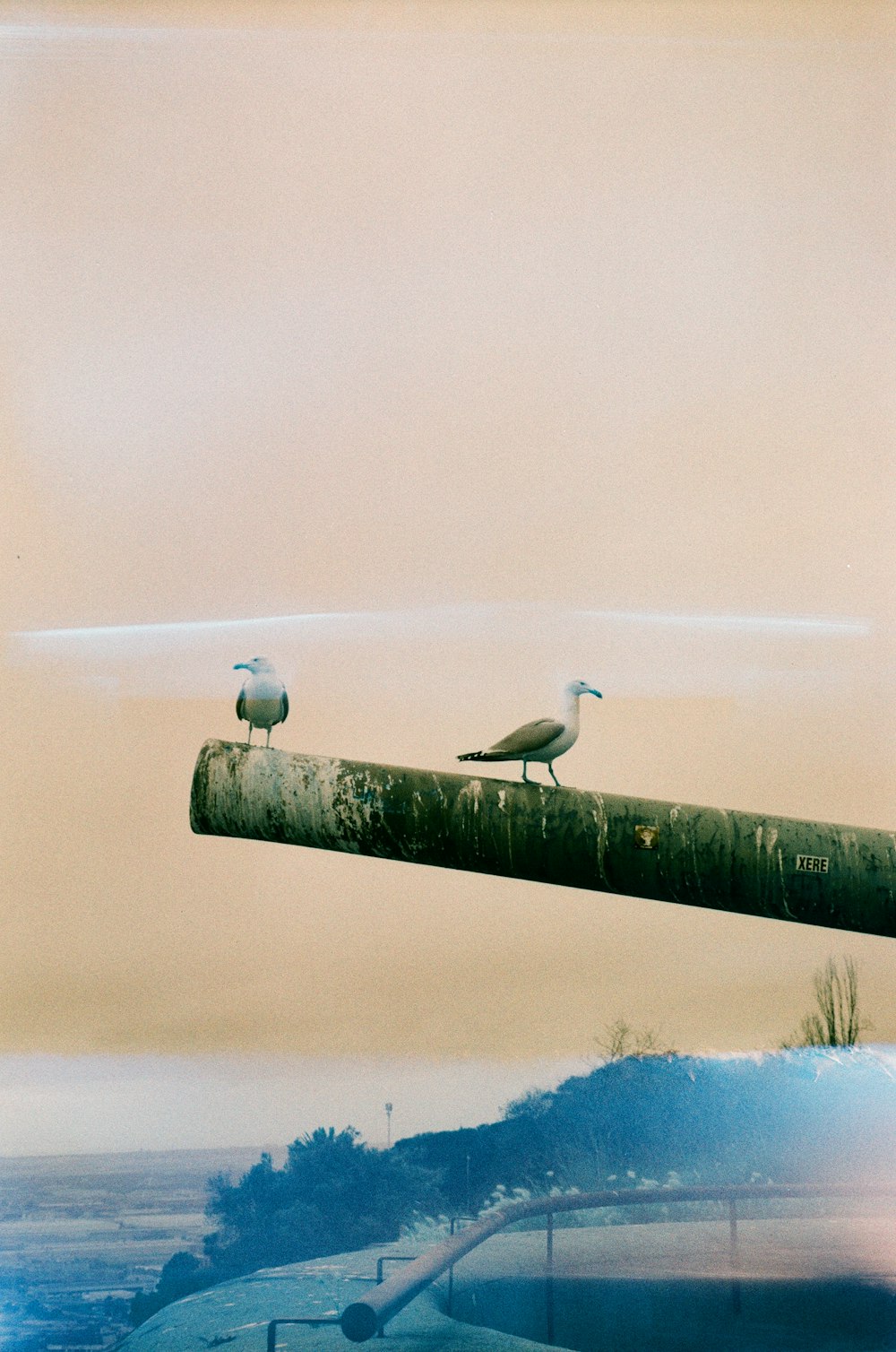 two birds sitting on top of a metal pipe