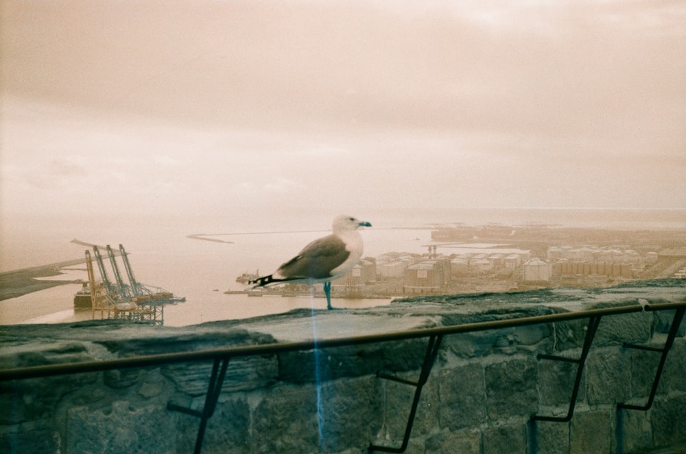 a seagull sitting on the edge of a stone wall