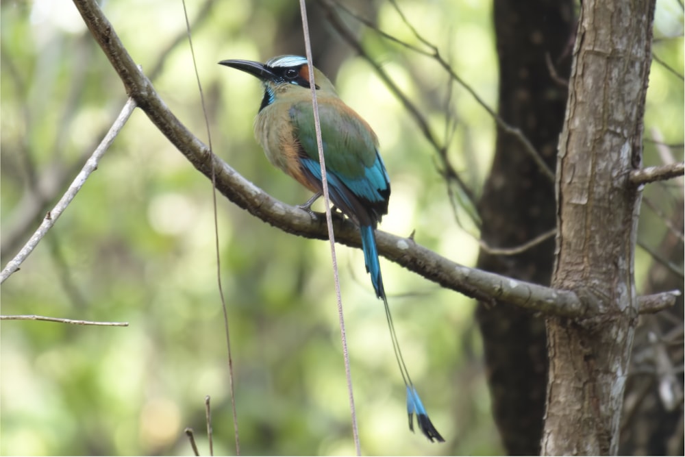 a colorful bird perched on a tree branch