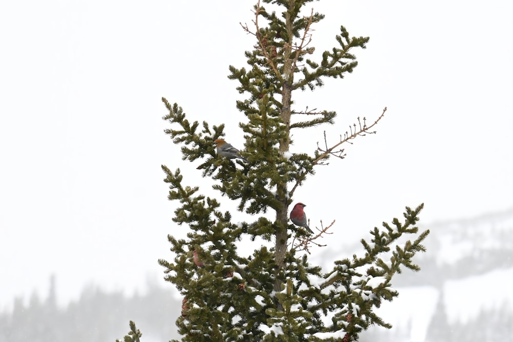 a couple of birds sitting on top of a tree