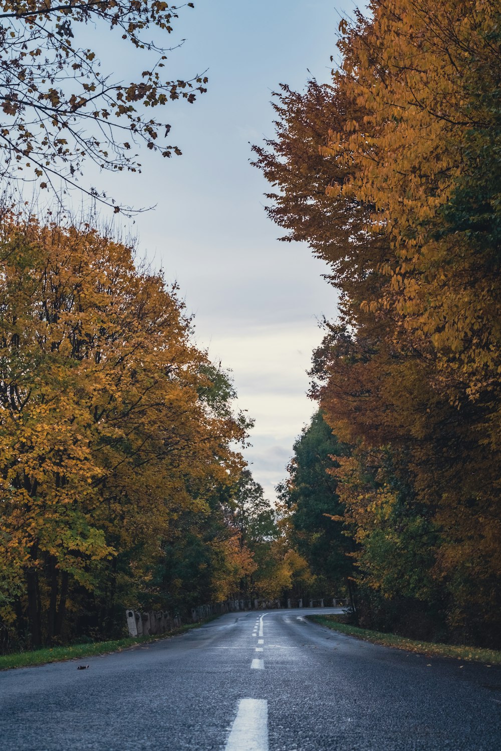 an empty road surrounded by trees in the fall