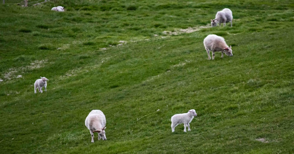 a herd of sheep grazing on a lush green hillside