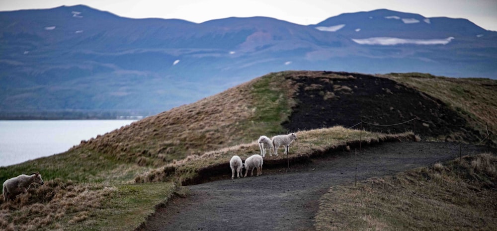 Un rebaño de ovejas parado en la cima de una ladera cubierta de hierba
