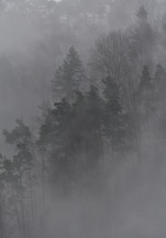 a foggy forest filled with lots of trees