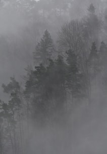 a foggy forest filled with lots of trees