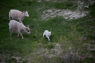 Three animals are grazing on a lush green hillside. Two sheep are visible with thick, woolly coats, one larger and one smaller, with a white goat walking nearby.