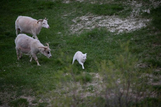 Three animals are grazing on a lush green hillside. Two sheep are visible with thick, woolly coats, one larger and one smaller, with a white goat walking nearby.