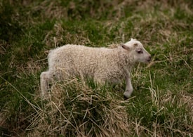 A young lamb with curly white wool stands among tall green and brown grass, appearing to be walking or grazing in a natural setting.