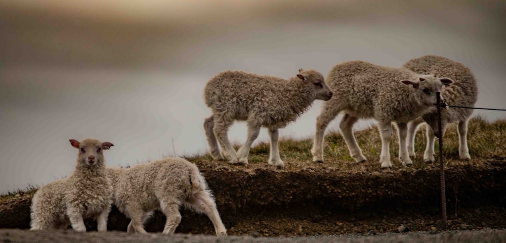 a herd of sheep standing on top of a grass covered hillside