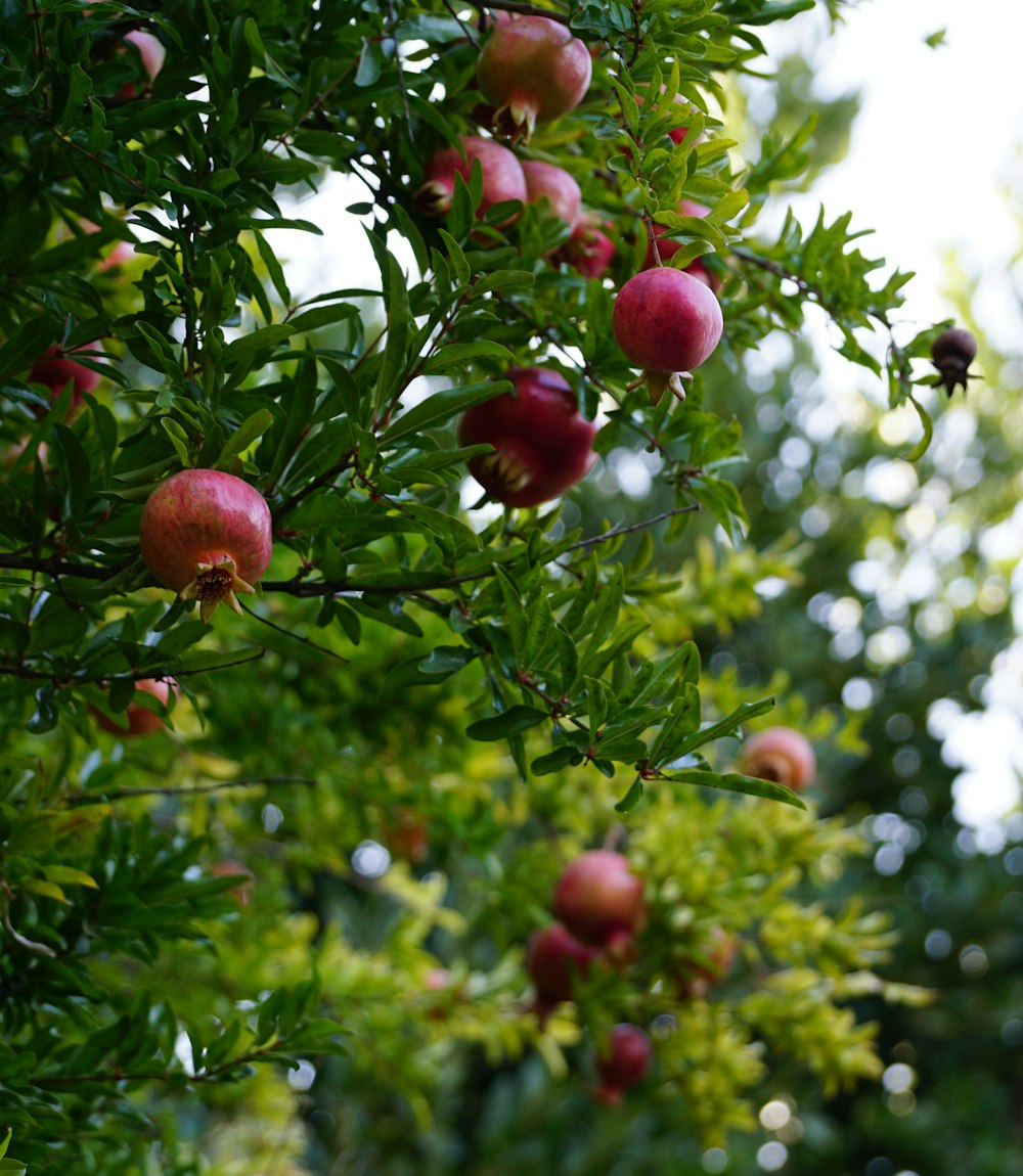 a tree filled with lots of ripe fruit