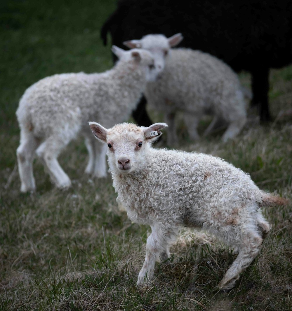 a herd of sheep standing on top of a lush green field