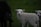 A young white lamb with curly fleece stands on green grass, looking directly at the viewer. There is another lamb partially visible on the right. To the left, a black adult sheep is partially visible.