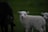 A young white lamb with curly fleece stands on green grass, looking directly at the viewer. There is another lamb partially visible on the right. To the left, a black adult sheep is partially visible.