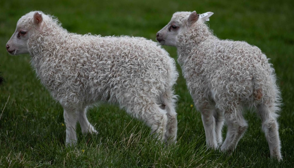 a couple of sheep standing on top of a lush green field