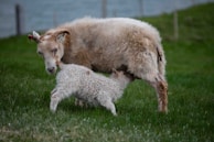 A young lamb is nursing from its mother, a sheep with curled horns, standing on a lush green field. The sheep’s coat is slightly matted with some dirt, and a tag is visible on its left ear.