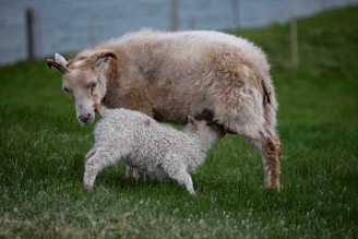A young lamb is nursing from its mother, a sheep with curled horns, standing on a lush green field. The sheep’s coat is slightly matted with some dirt, and a tag is visible on its left ear.