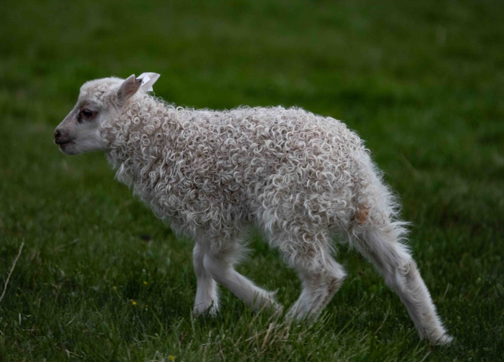a small white sheep standing on top of a lush green field