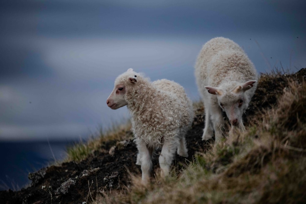 a couple of sheep standing on top of a grass covered hillside