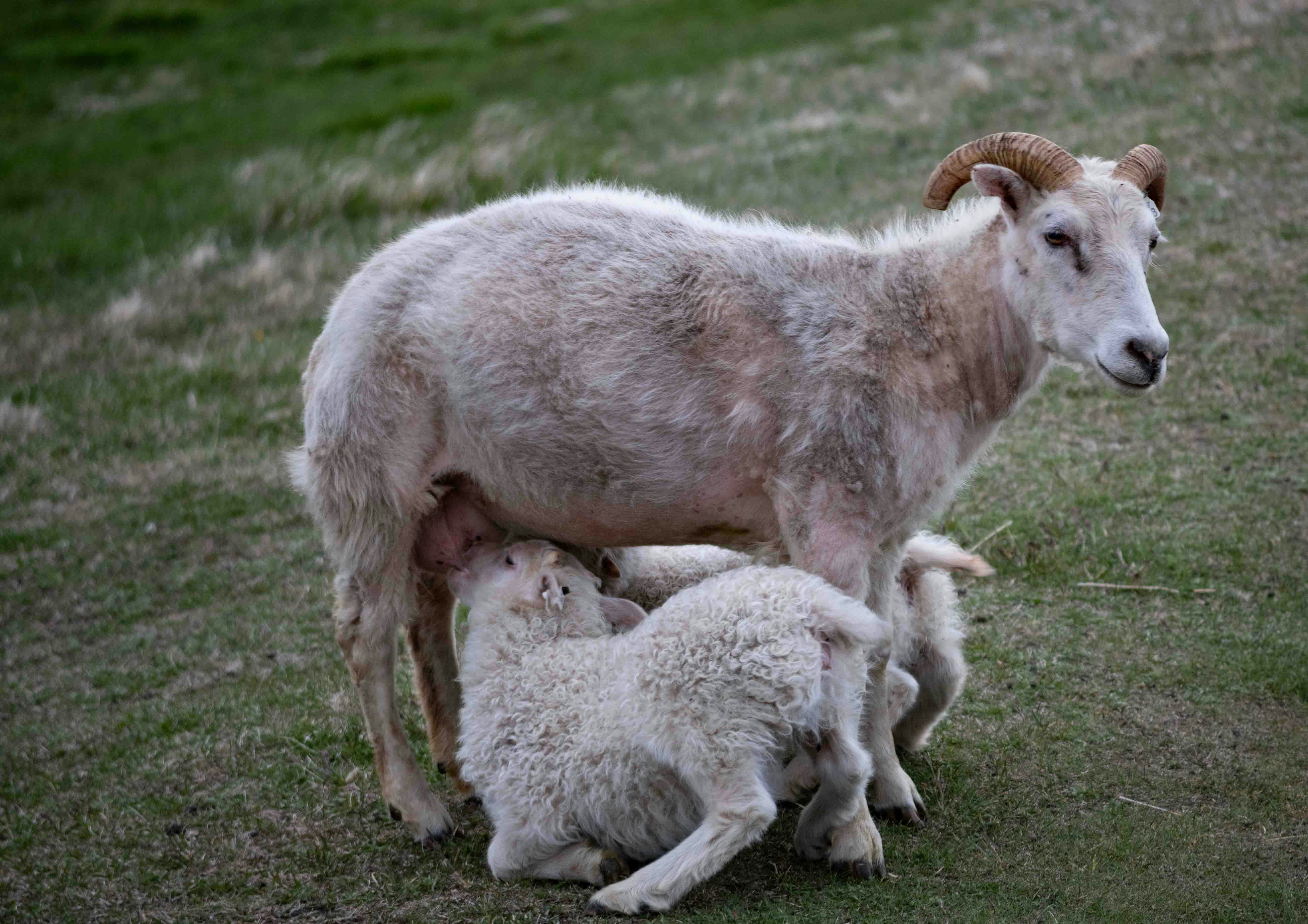 A mother goat nursing her baby in a field photo Free Þingeyjarsveit
