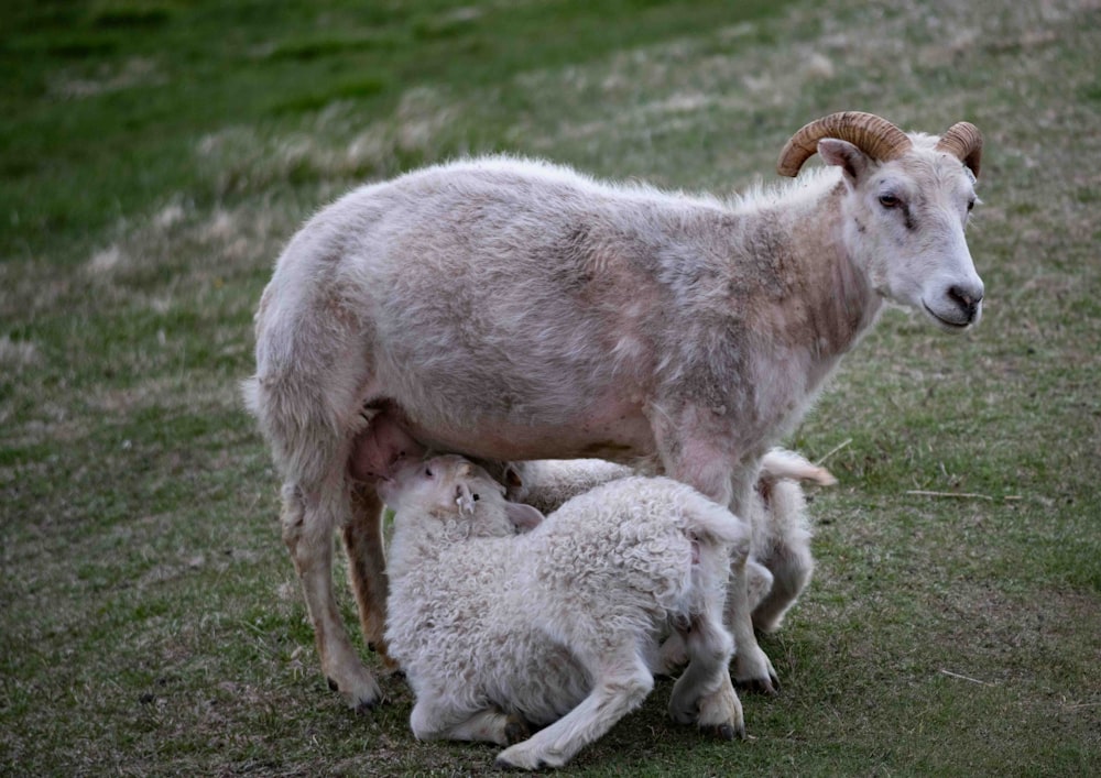 a mother goat nursing her baby in a field