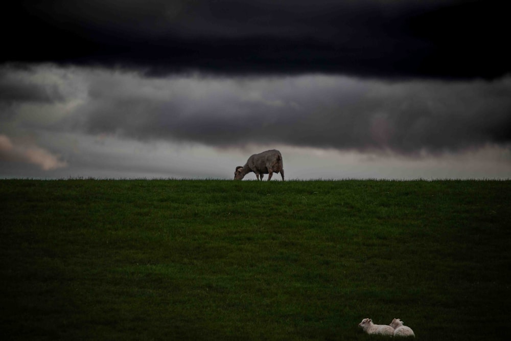 a cow grazing on a lush green field under a cloudy sky