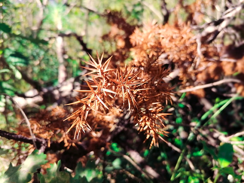 a close up of a plant with lots of leaves